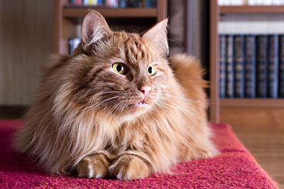 The Importance of Cleaning Carpets